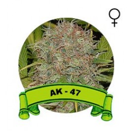 Ak 47 Houseplant Seeds