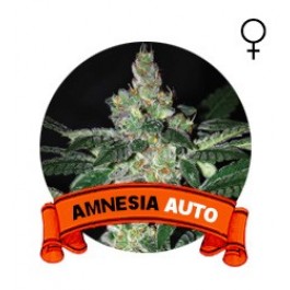 Auto Amnesia Houseplant Seeds