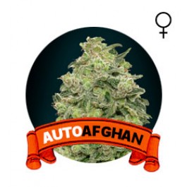 comprar semillas marihuana chile