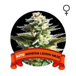 Auto Amnesia Lemon Haze Houseplant Seeds