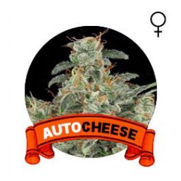 comprar semillas marihuana auto diesel 