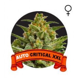 Auto Critical XXL Houseplant Seeds 