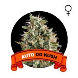 Auto OG Kush Houseplant Seeds (Semillas)