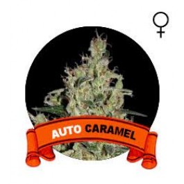Auto Caramel Houseplant Seeds