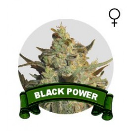 Black Power Houseplant Seeds