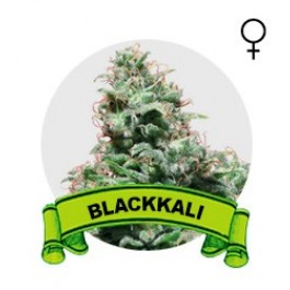 Black Kali Houseplant Seeds