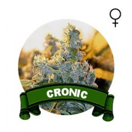 Cronic Houseplant Seeds