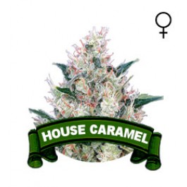 Caramel Houseplant Seeds