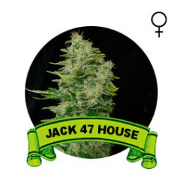 Jack 47 Houseplant Seeds (Semillas)
