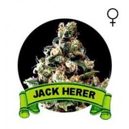 comprar semillas jack herer