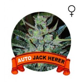 Auto Jack Herer Houseplant Seeds