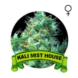 Kali Mist Houseplant Seeds (Semillas)