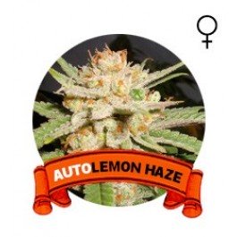Auto Lemon Haze Houseplant Seeds