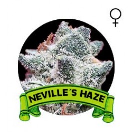 Neville's Haze Houseplant Seeds