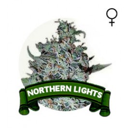 Northern Light Houseplant Seeds