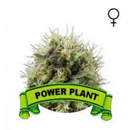 Comprar semillas marihuana mexico
