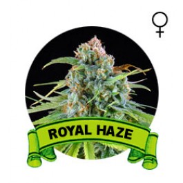 comprar semillas marihuana royal haze