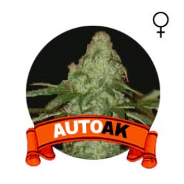 comprar semillas auto ak