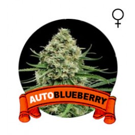 comprar auto blueberry