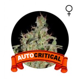 comprar semillas marihuana auto critical