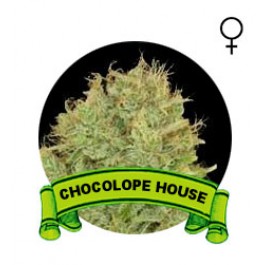 comprar semillas chocolope