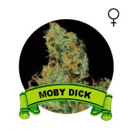comprar semillas moby dick