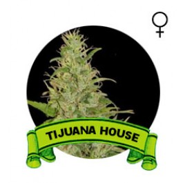 comprar semillas marijuana tijuana