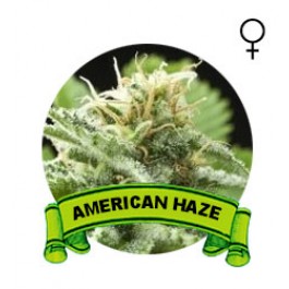 comprar american haze