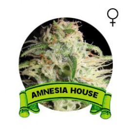 comprar semillas amnesia