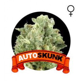 comprar semillas marihuana auto skunk