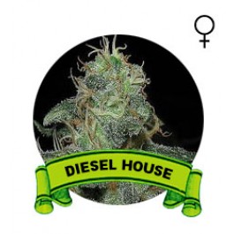 comprar semillas diesel marihuana