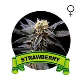 Strawberry Houseplant Seeds