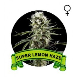 Super Lemon Haze Houseplant Seeds