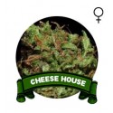 Cheese Houseplant Seeds