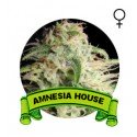 Amnesia Houseplant Seeds
