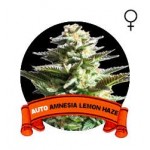 Auto Amnesia Lemon Haze Houseplant Seeds