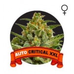 Auto Critical XXL Houseplant Seeds 