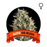 Auto OG Kush Houseplant Seeds (Semillas)