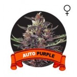 Auto Purple Houseplant Seeds