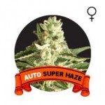 Auto Super Haze Houseplant Seeds
