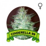 Cinderella 99 Houseplant Seeds