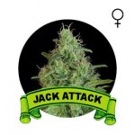 Jack Attack Houseplant Seeds