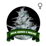 Jack Herer x White Widow Houseplant Seeds