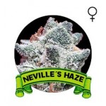 Neville's Haze Houseplant Seeds