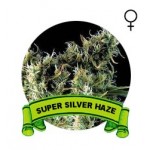 Super Silver Haze Houseplant Seeds