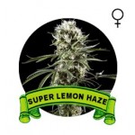 Super Lemon Haze Houseplant Seeds