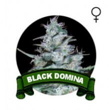 comprar semillas feminizadas black domina