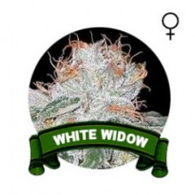 comprar semillas white widow