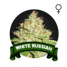 compra semillas white russian houseplant seeds