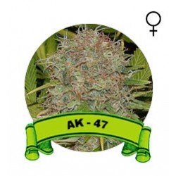 Ak 47 Houseplant Seeds
